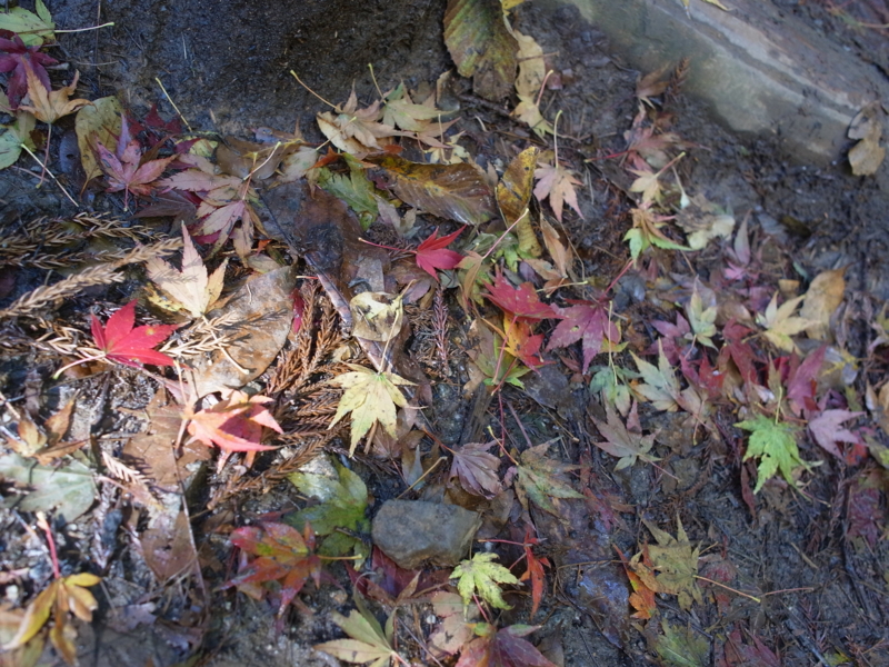 f:id:Greenweekends:20121118090918j:image:w640