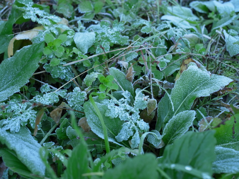 f:id:Greenweekends:20121125104959j:image:w640