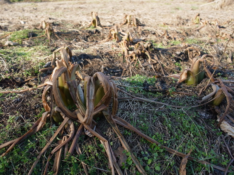 f:id:Greenweekends:20121209090747j:image:w640