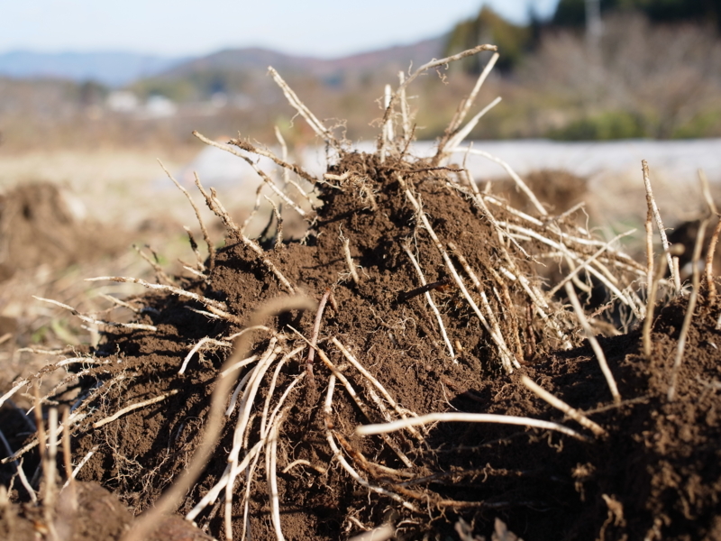 f:id:Greenweekends:20121209100608j:image:w640