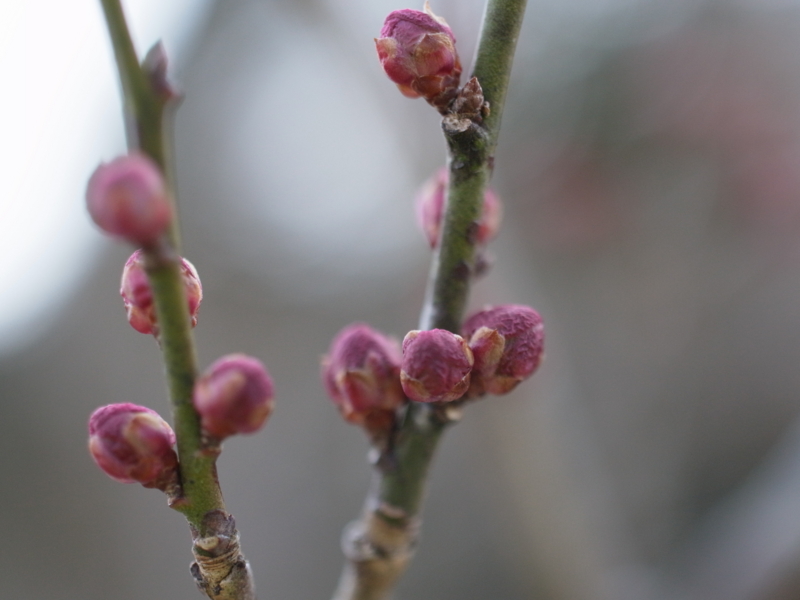 f:id:Greenweekends:20130211092303j:image:w640