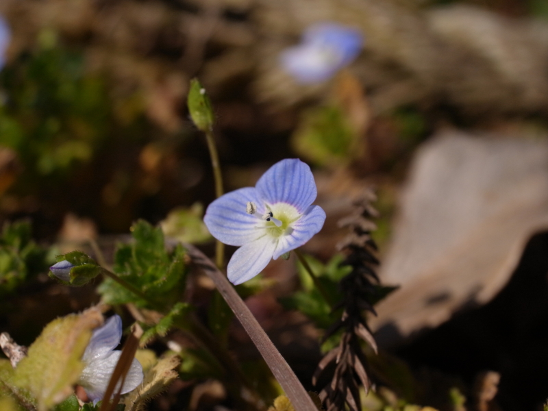 f:id:Greenweekends:20130211123402j:image:w640