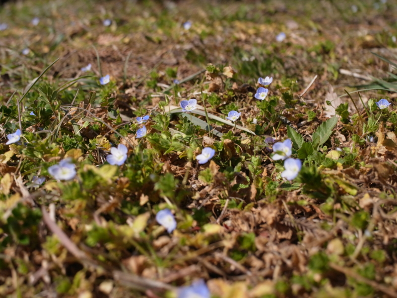 f:id:Greenweekends:20130211123521j:image:w640