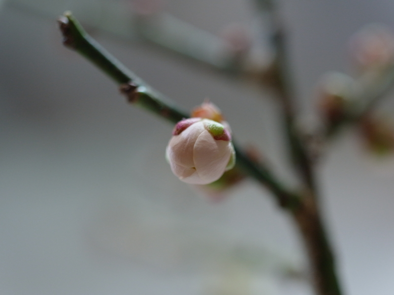 f:id:Greenweekends:20130219202442j:image:w640