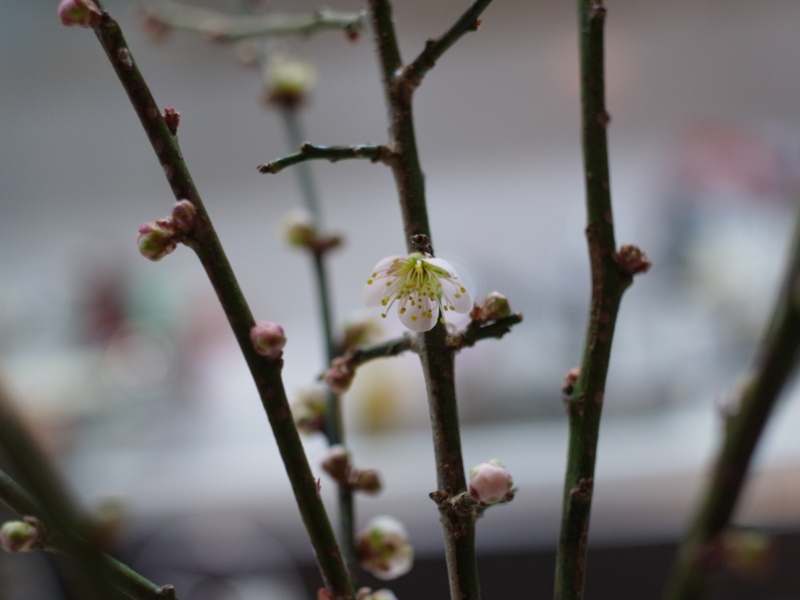 f:id:Greenweekends:20130219202535j:image:w640