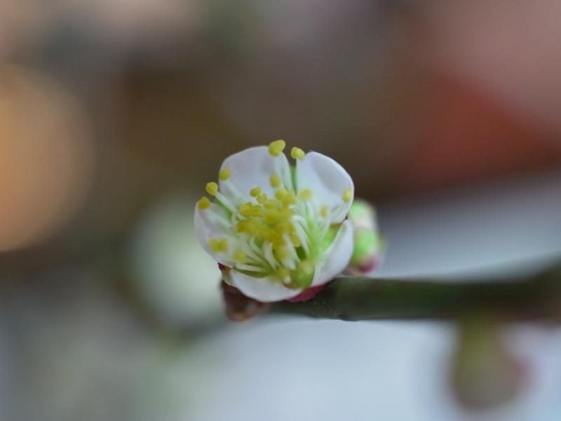 f:id:Greenweekends:20130220215735j:image:w640