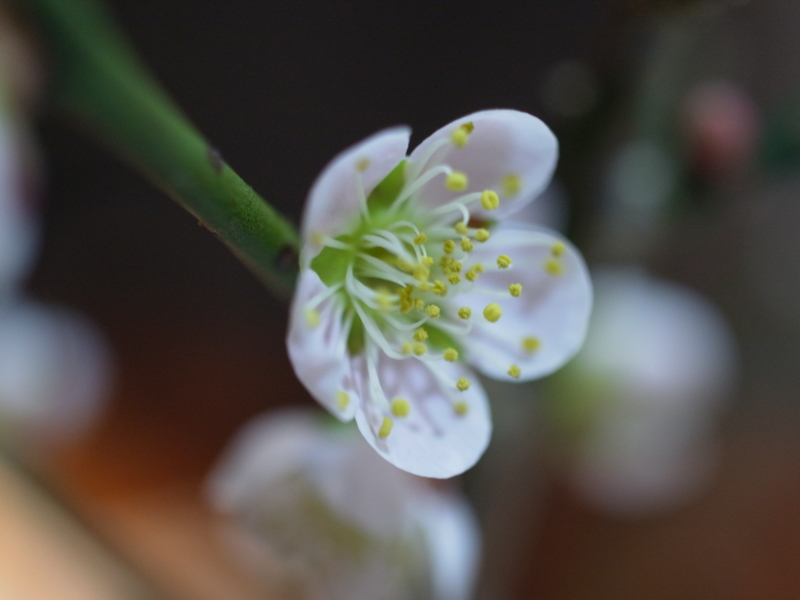 f:id:Greenweekends:20130220215843j:image:w640