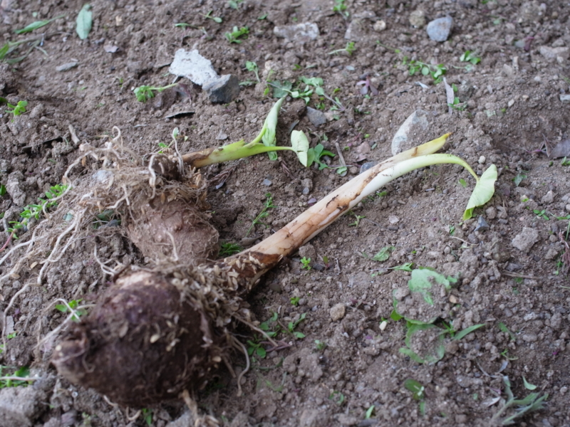 f:id:Greenweekends:20130602181128j:image:w640