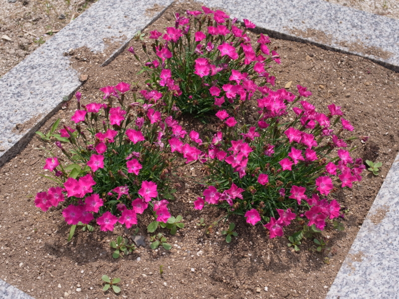 f:id:Greenweekends:20130609112239j:image:w640