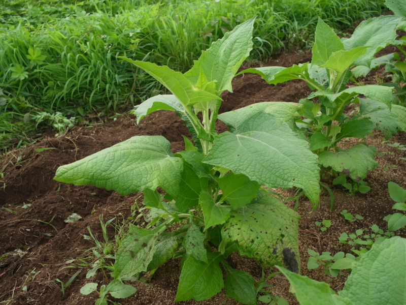 f:id:Greenweekends:20130714063549j:image:w640