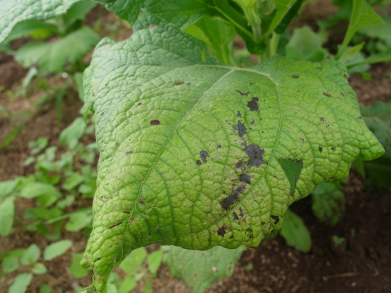 f:id:Greenweekends:20130714063601j:image:w640