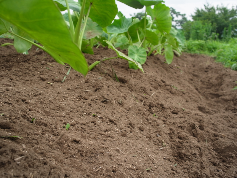 f:id:Greenweekends:20130714100457j:image:w640