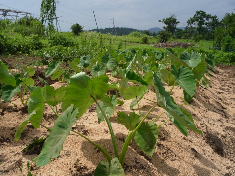 f:id:Greenweekends:20130714134601j:image:w640