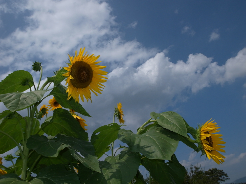 f:id:Greenweekends:20130901125914j:image:w640