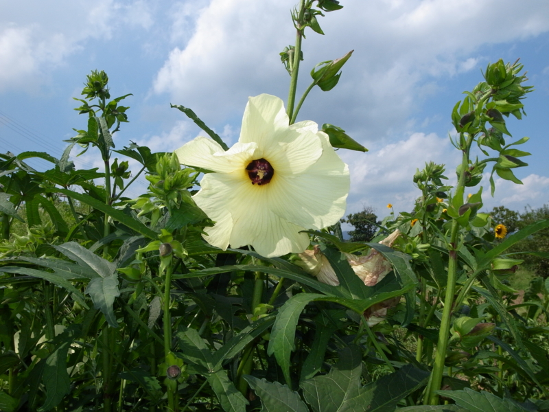 f:id:Greenweekends:20130901130132j:image:w640