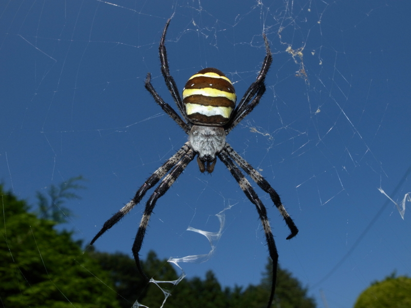 f:id:Greenweekends:20130901135750j:image:w640