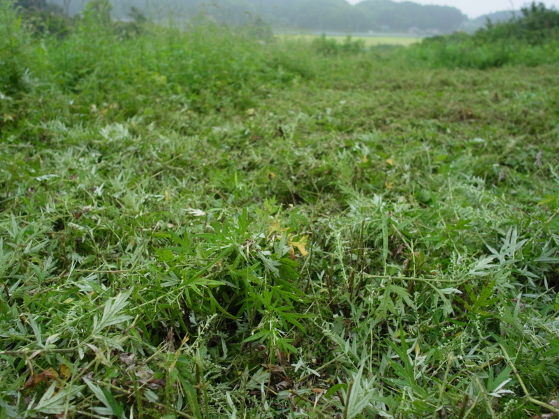 f:id:Greenweekends:20130908093556j:image:w640
