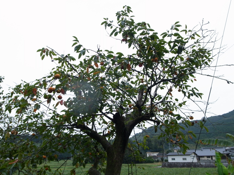 f:id:Greenweekends:20131005104853j:image:w640