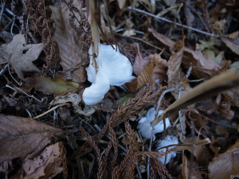 f:id:Greenweekends:20131230095256j:image:w640 f:id:Greenweekends:20131230095256j:image:w640