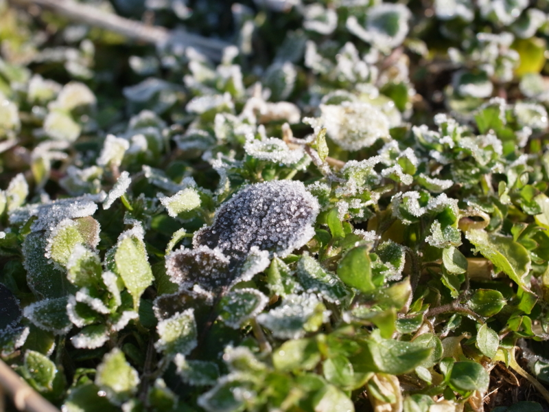 f:id:Greenweekends:20140112094400j:image:w640