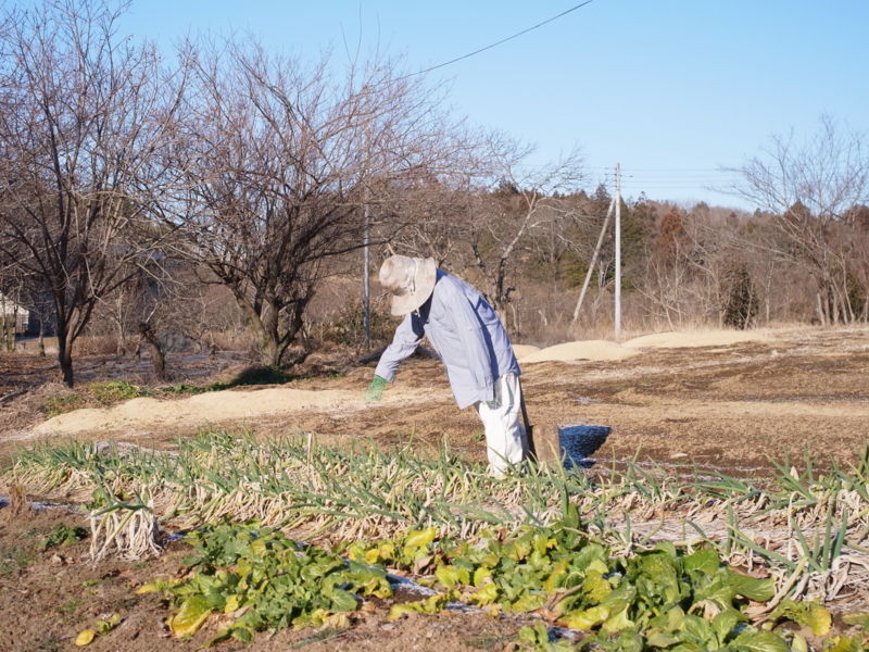 f:id:Greenweekends:20140119085201j:image:w640