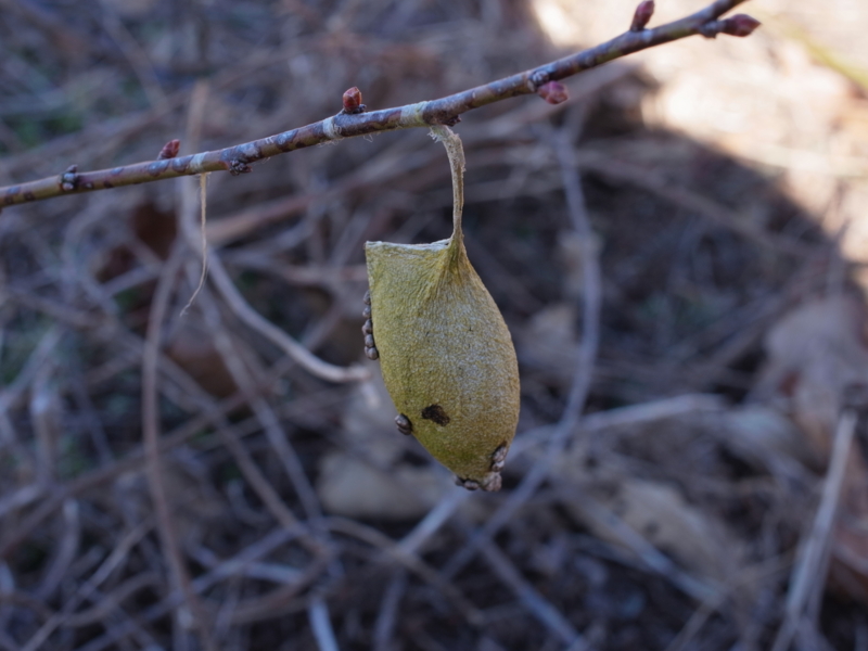 f:id:Greenweekends:20140119123128j:image:w640