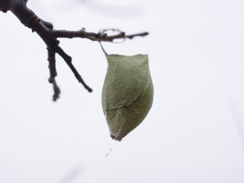 f:id:Greenweekends:20140125154101j:image:w640