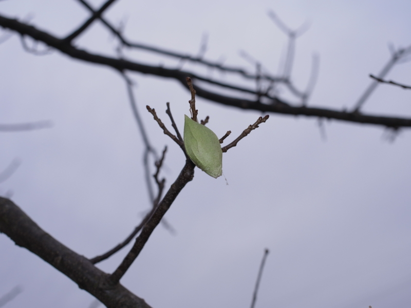 f:id:Greenweekends:20140125154220j:image:w640