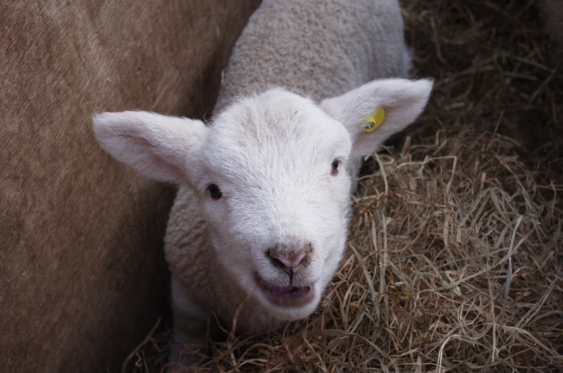 f:id:Greenweekends:20140320160548j:image:w640