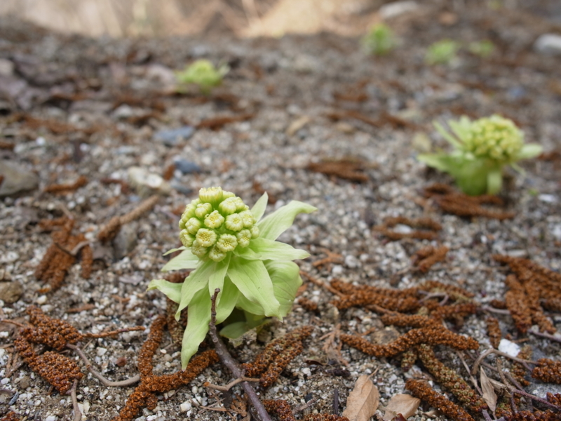 f:id:Greenweekends:20140419121509j:image:w640