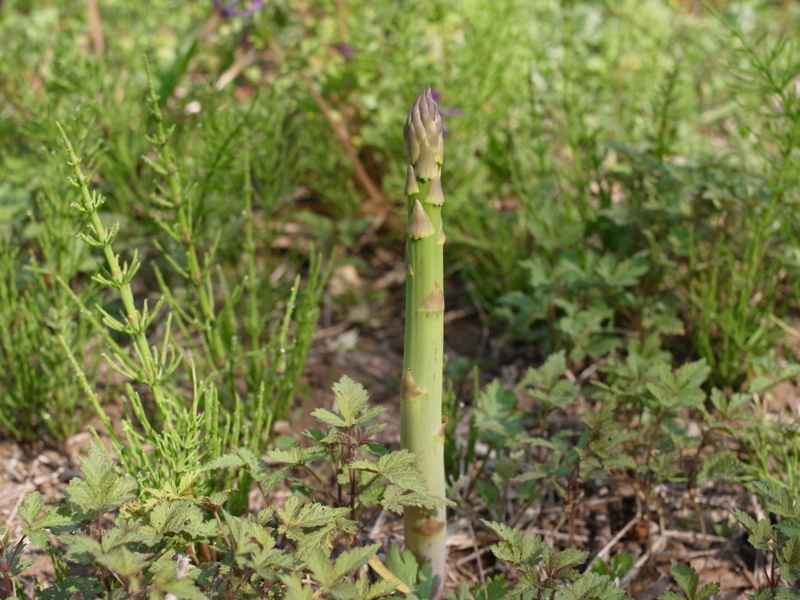 f:id:Greenweekends:20140427085250j:image:w640