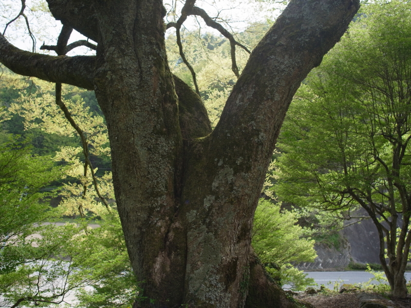 f:id:Greenweekends:20140504150556j:image:w640