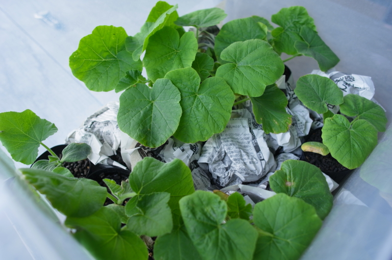 f:id:Greenweekends:20140524152050j:image:w640