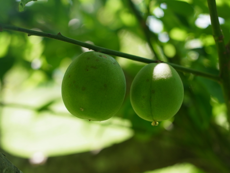 f:id:Greenweekends:20140601132422j:image:w640