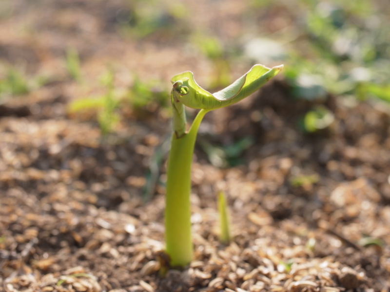 f:id:Greenweekends:20140601160813j:image:w640