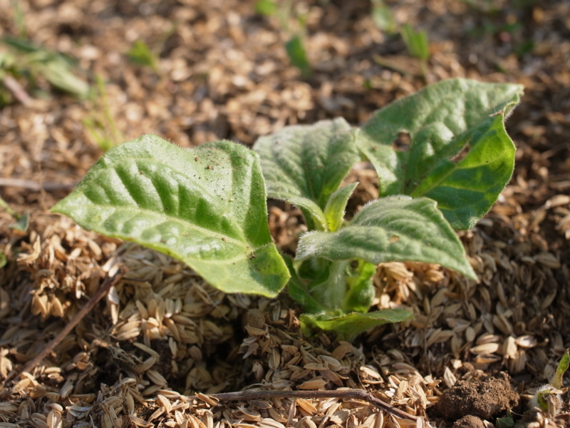 f:id:Greenweekends:20140601160920j:image:w640