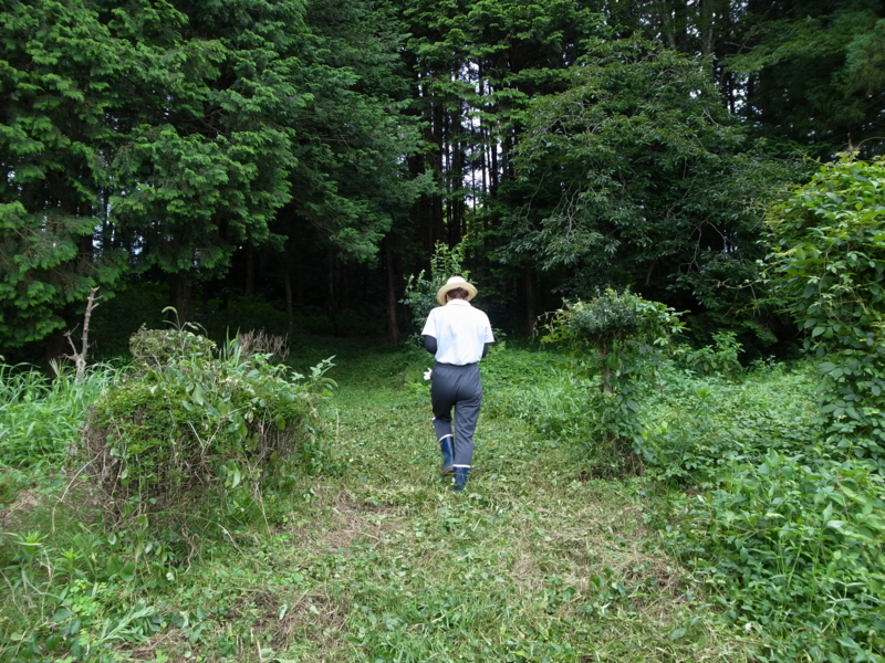 f:id:Greenweekends:20140720154547j:image:w640