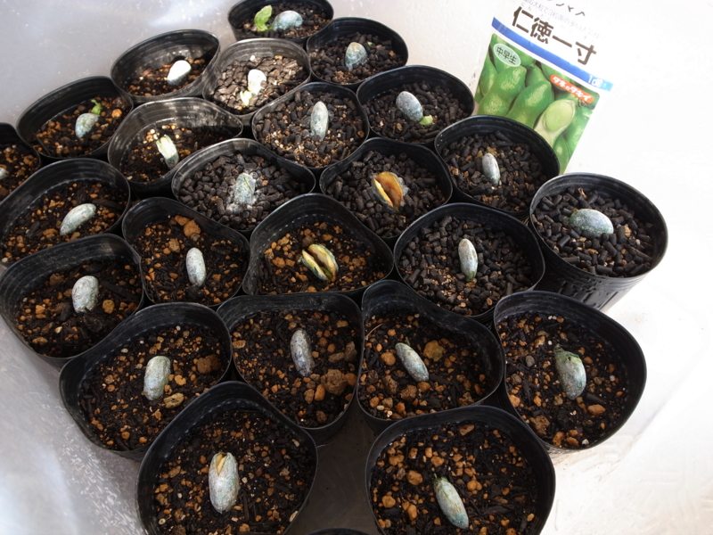 f:id:Greenweekends:20141102085643j:image:w640