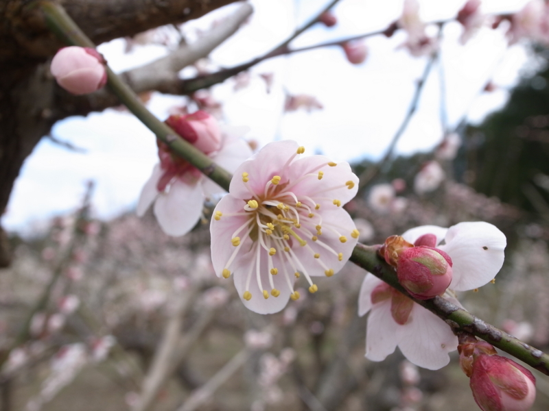 f:id:Greenweekends:20150321113955j:image:w640