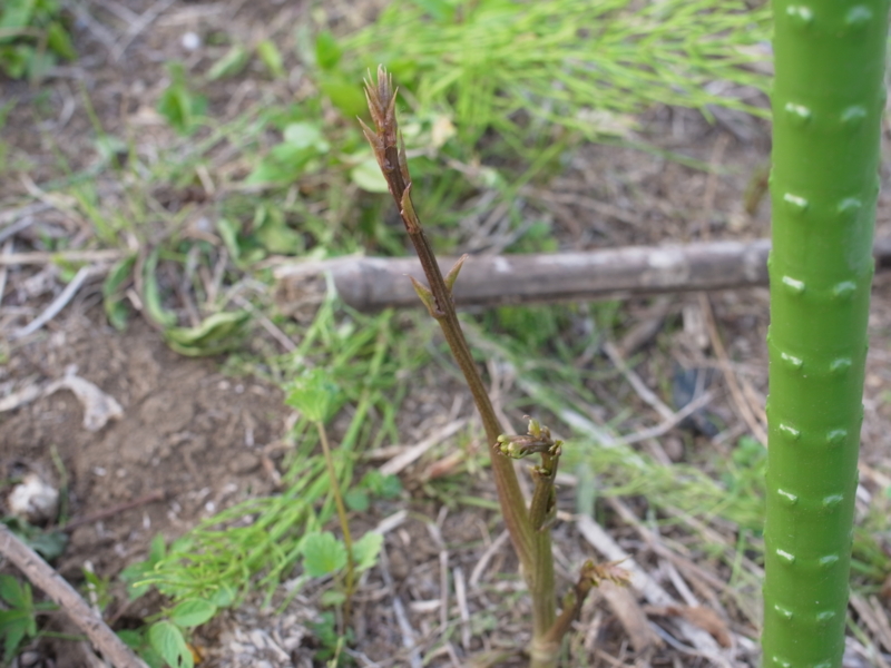 f:id:Greenweekends:20150502171521j:image:w640