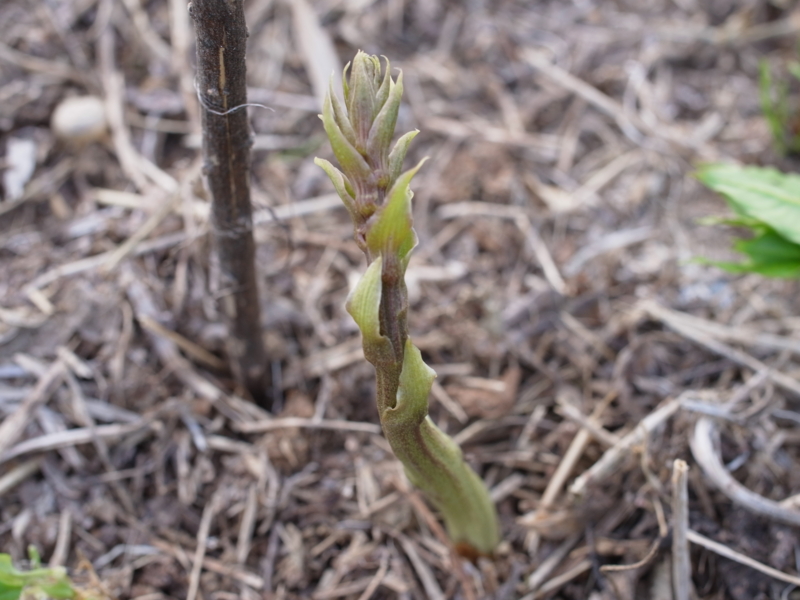 f:id:Greenweekends:20150502171540j:image:w640
