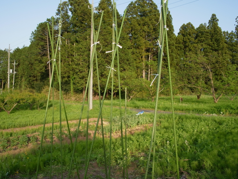 f:id:Greenweekends:20150502171707j:image:w640