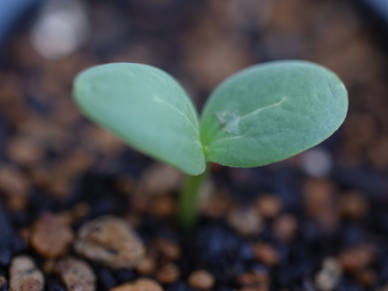 f:id:Greenweekends:20150509152617j:image:w640
