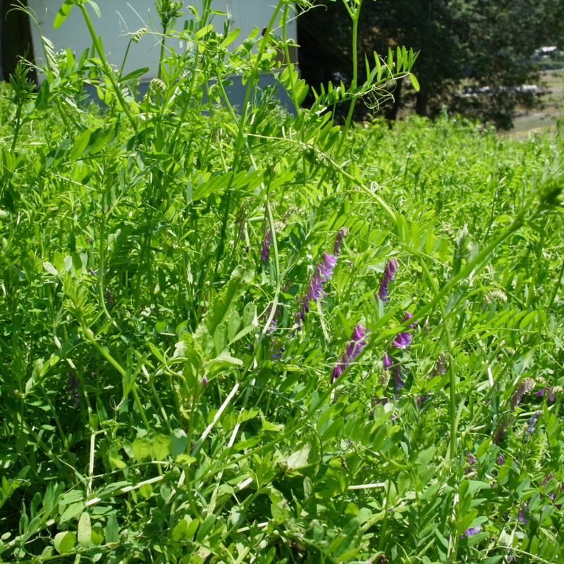 f:id:Greenweekends:20150510110311j:image:w640