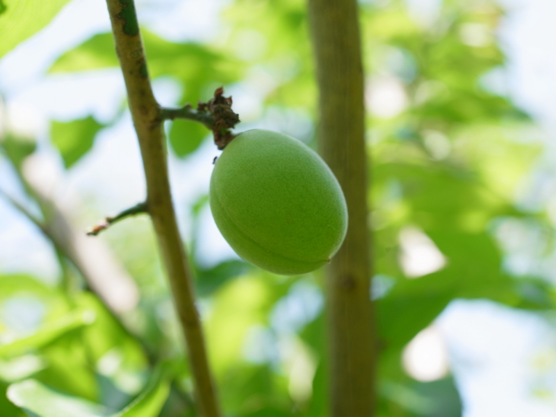 f:id:Greenweekends:20150510111137j:image:w640