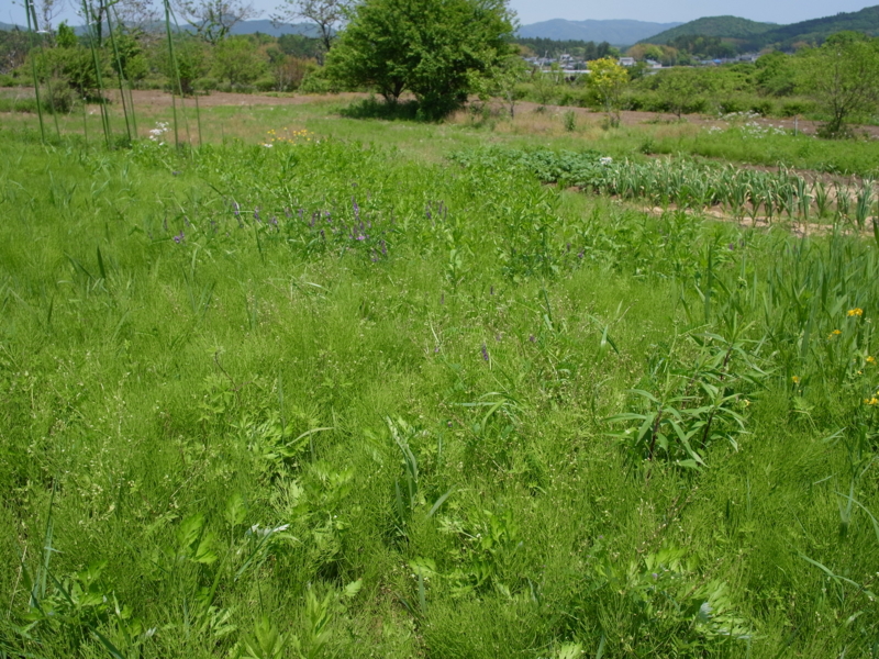 f:id:Greenweekends:20150510111250j:image:w640