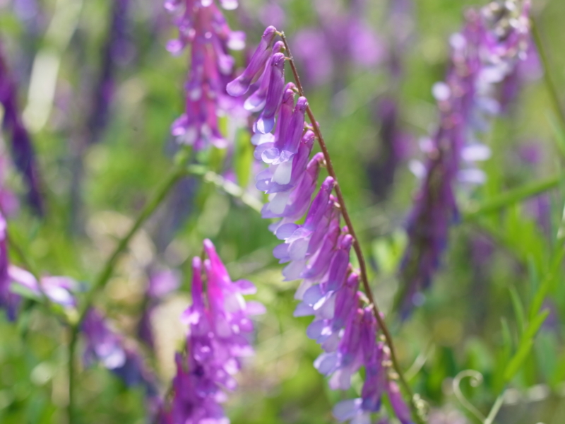 f:id:Greenweekends:20150510112400j:image:w640