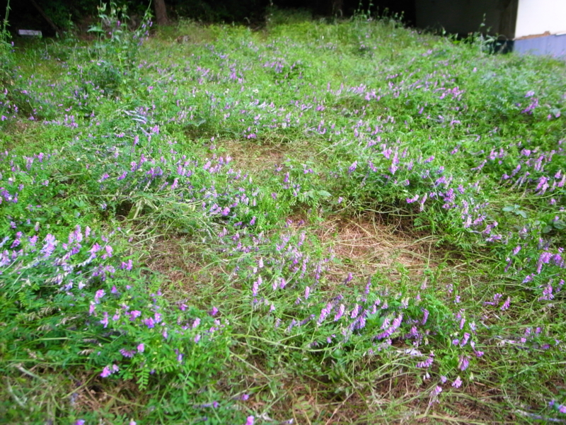 f:id:Greenweekends:20150530182835j:image:w640