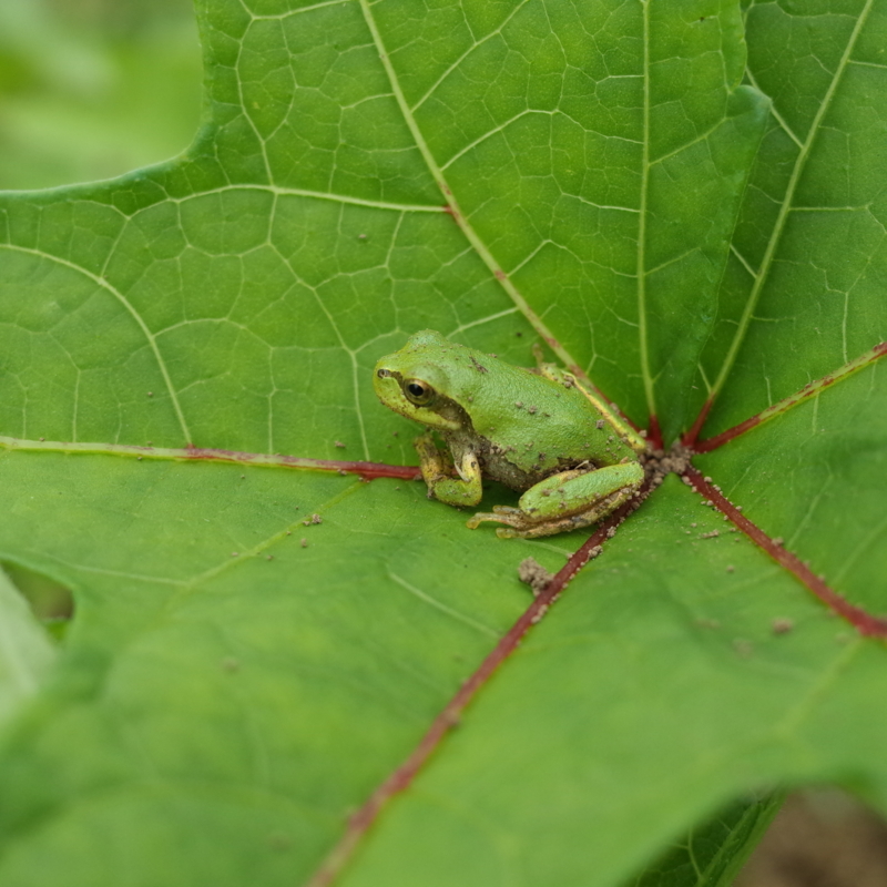 f:id:Greenweekends:20150628114114j:image:w360