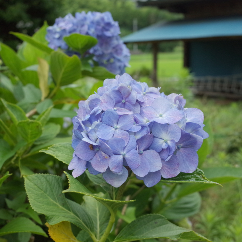 f:id:Greenweekends:20150628115205j:image:w640